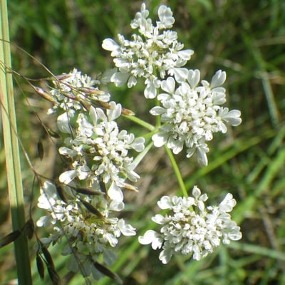Oenanthe peucedanifolia — flower