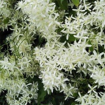 Clematis terniflora — flower