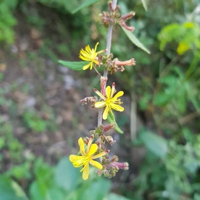 Triumfetta rhomboidea — flower