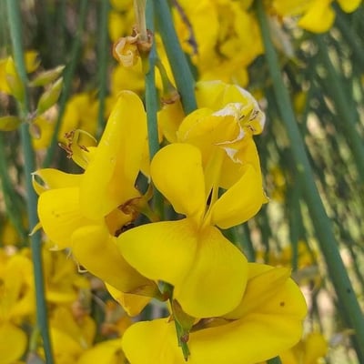 Spartium junceum — flower