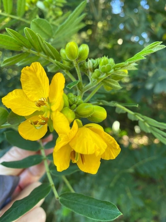 Glandular senna