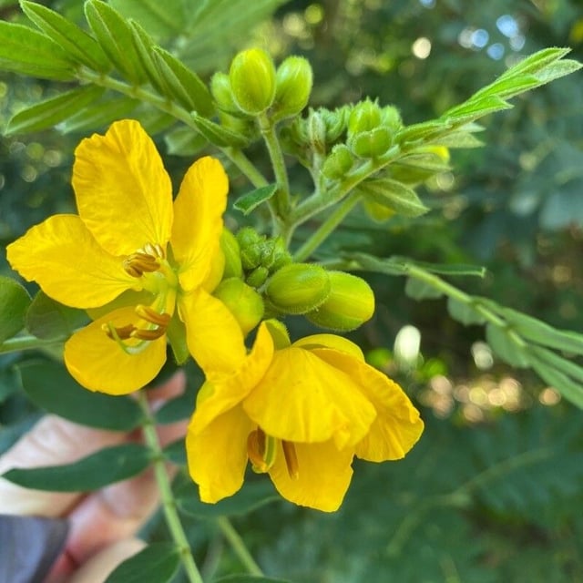 Glandular senna