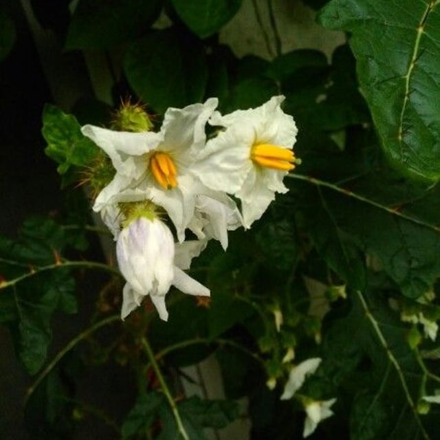 Solanum carolinense — flower