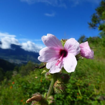 Urena lobata — flower