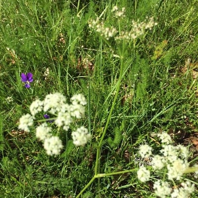Bunium bulbocastanum — flower