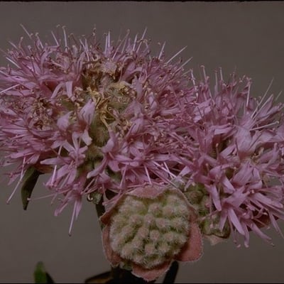 Monardella odoratissima — flower