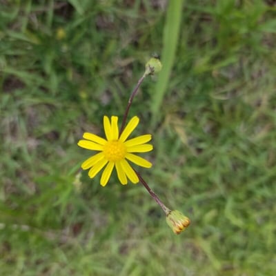 Senecio madagascariensis — flower