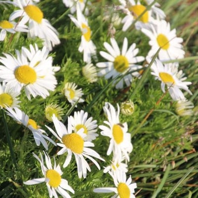 Tripleurospermum maritimum — flower