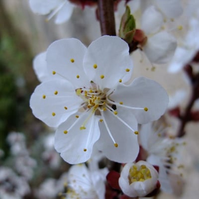 Prunus mume — flower