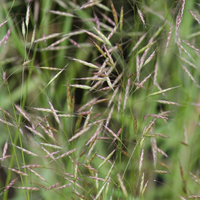 Bromus japonicus — flower