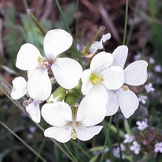 Diplotaxis erucoides — flower