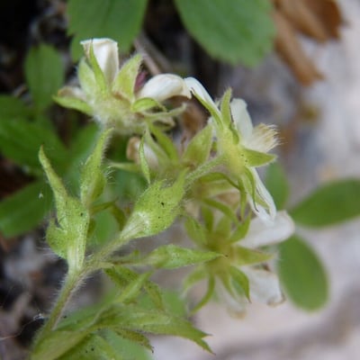 Potentilla caulescens — flower