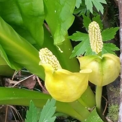 Calla palustris — flower