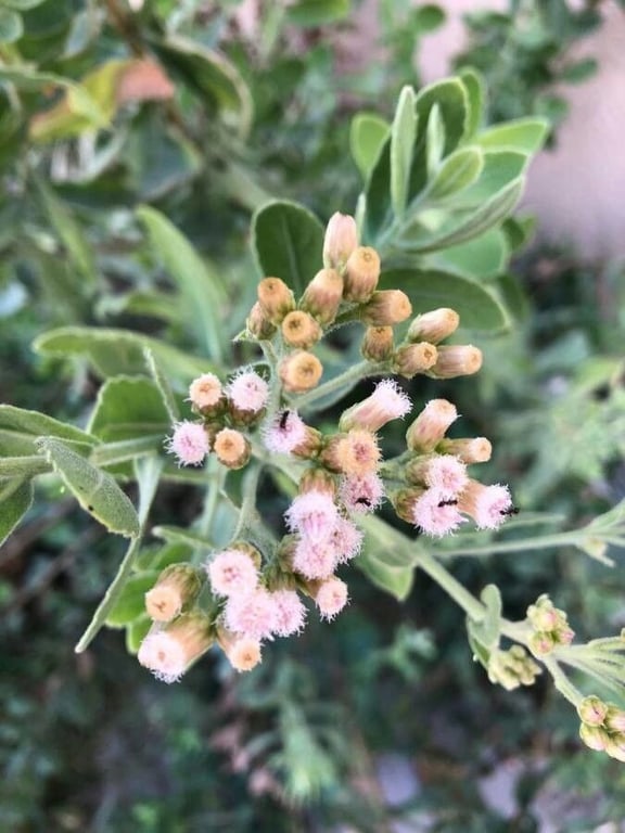 Indian fleabane