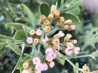 Indian fleabane