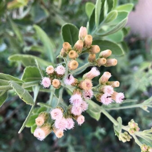 Indian fleabane
