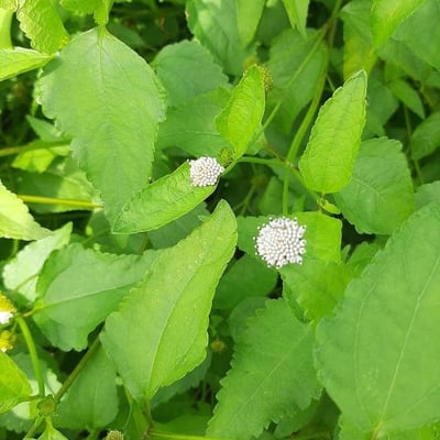 Melanthera nivea — flower
