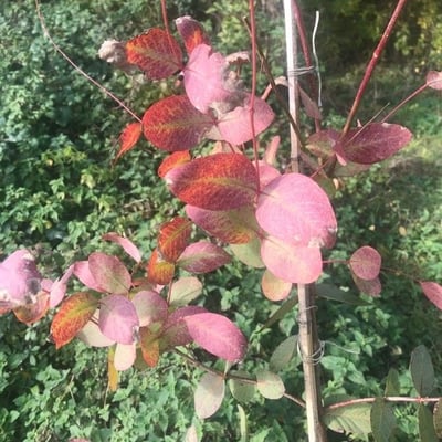 Eucalyptus dalrympleana — leaf