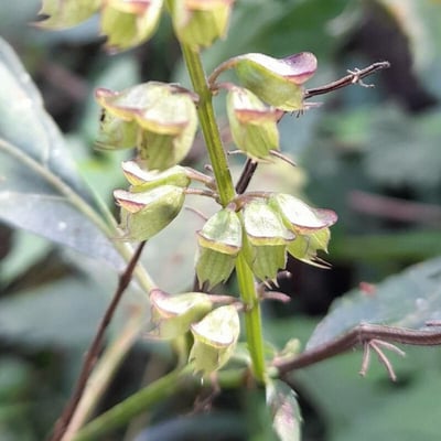 Ocimum carnosum — flower