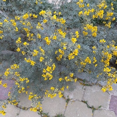 Senna multiglandulosa — flower