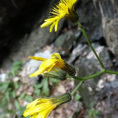 Hieracium amplexicaule — flower