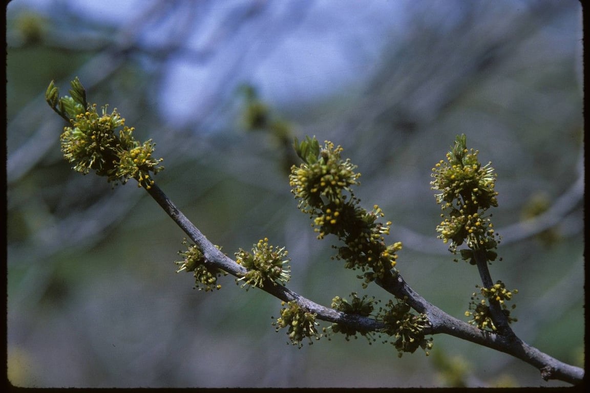 Northern prickly-ash