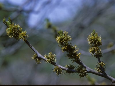 Northern prickly-ash