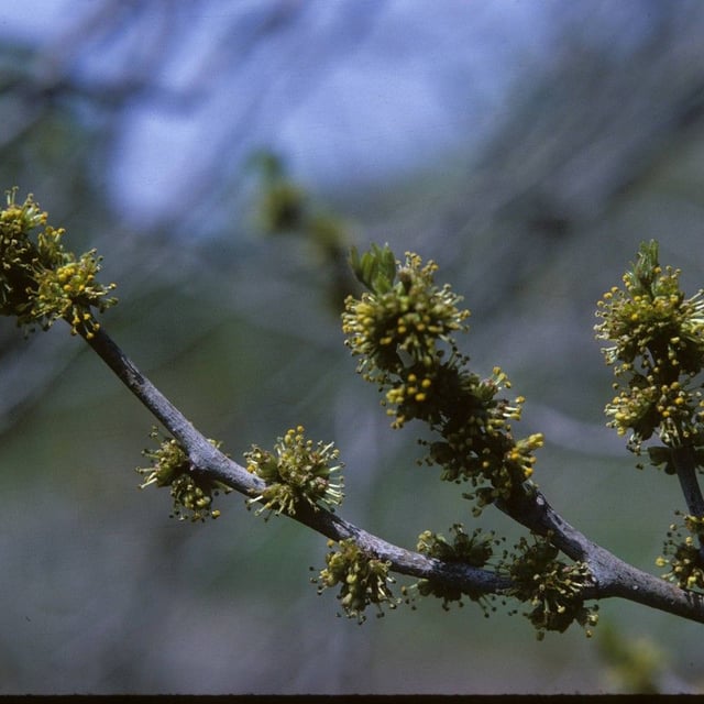 Zanthoxylum americanum — flower