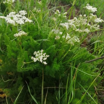 Meum athamanticum — flower