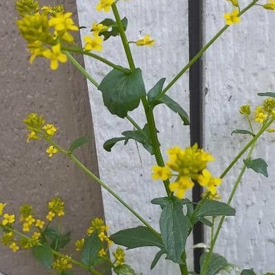 Barbarea orthoceras — flower