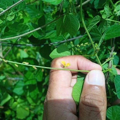 Rhynchosia minima — flower