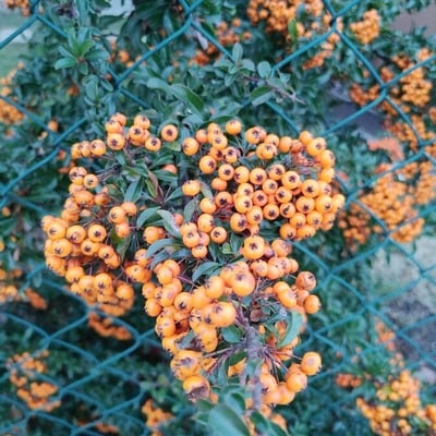 Pyracantha coccinea — flower