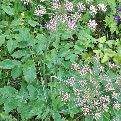 Laserpitium latifolium — flower