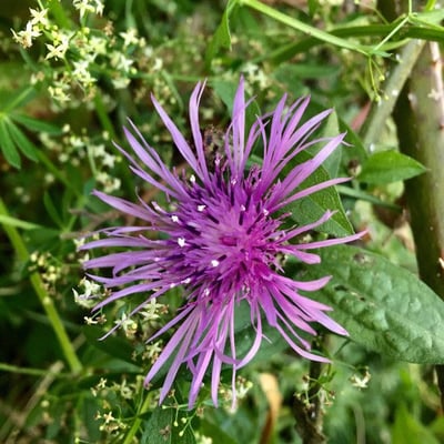 Centaurea uniflora — flower