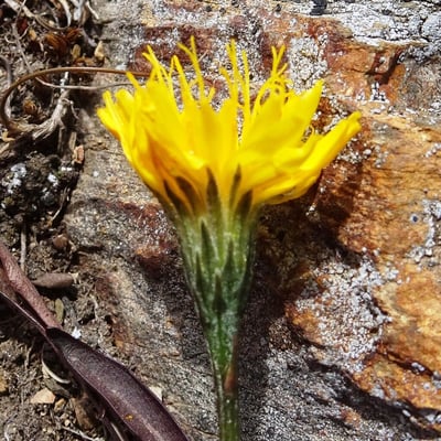 Scorzoneroides pyrenaica — flower