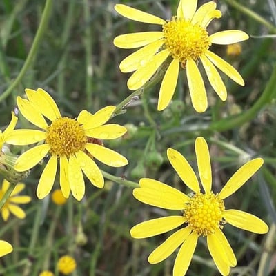 Senecio inaequidens — flower