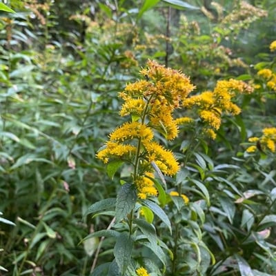 Solidago rugosa — flower
