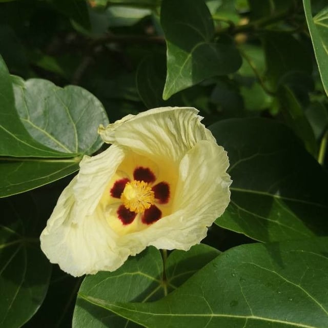 Thespesia populnea — flower