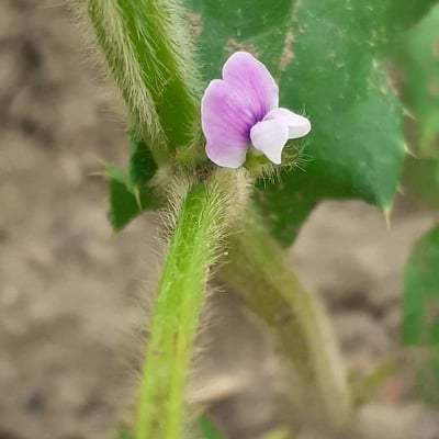 Glycine max — flower
