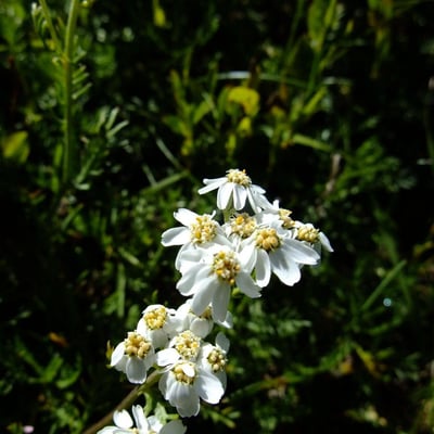 Achillea erba-rotta — flower