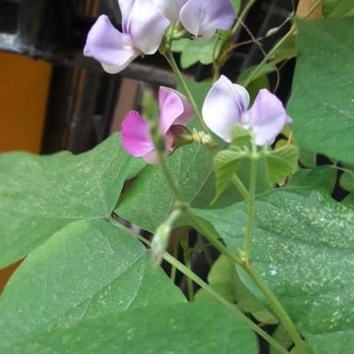 Phaseolus vulgaris — flower