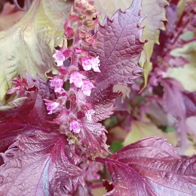 Perilla frutescens — flower