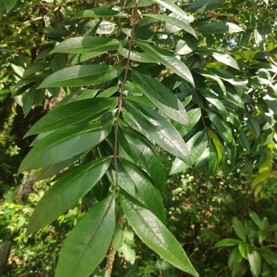 Zanthoxylum rhoifolium — leaf