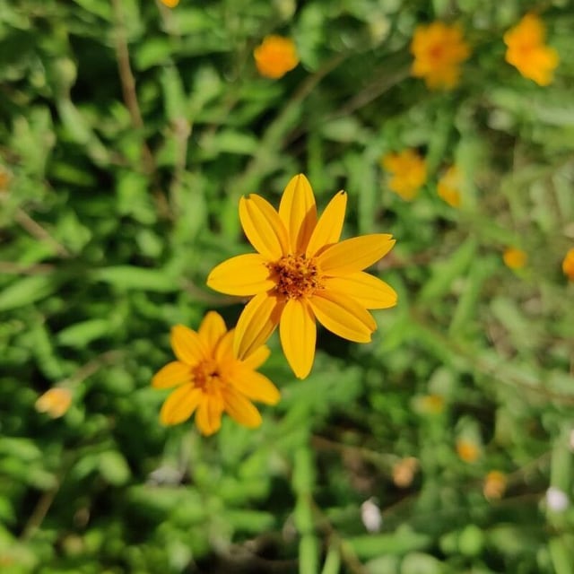 Wedelia acapulcensis — flower