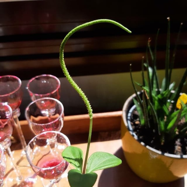 Peperomia glabella — flower