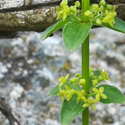 Cruciata glabra — flower