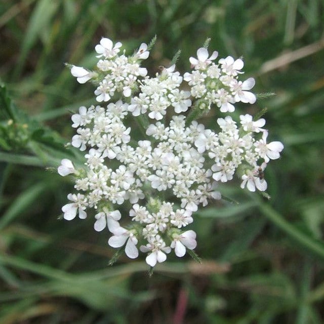 Tordylium maximum — flower