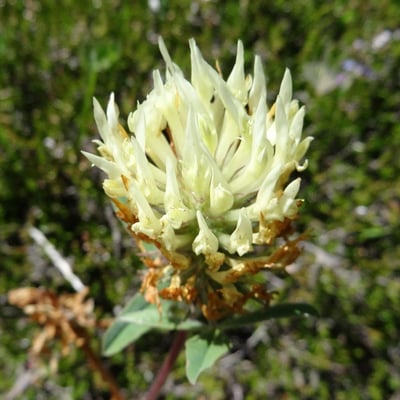 Trifolium ochroleucon — flower