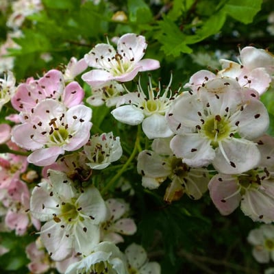 Crataegus rhipidophylla — flower