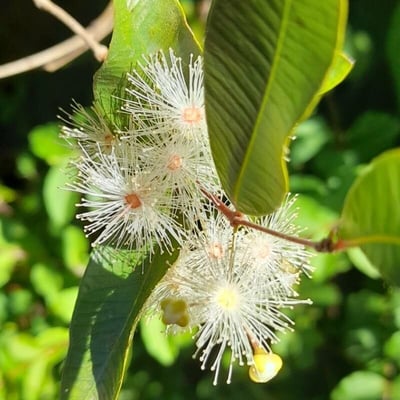 Blepharocalyx salicifolius — flower